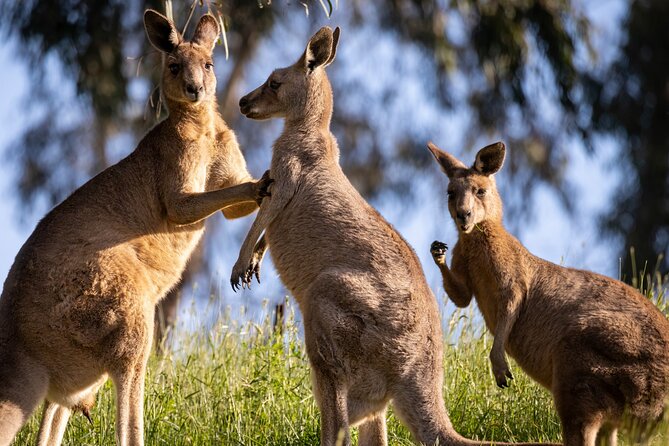 Sydney: PRIVATE Blue Mountains, Wildlife & Cruise Luxe Tour (10h) - Private pickup, one-group comfort, and why it matters in the Blue Mountains