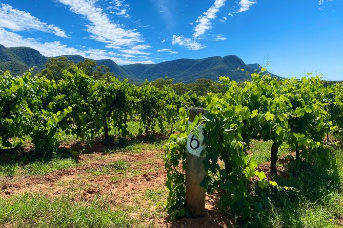 Sydney: PRIVATE Hunter Valley Wine Tasting Luxe Tour (10h) - Key highlights you’ll feel right away