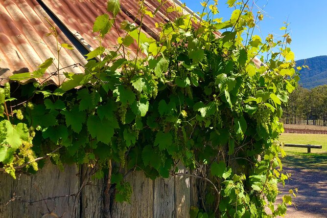 Sydney: PRIVATE Hunter Valley Wine Tasting Luxe Tour (10h) - Private luxury transport that keeps the day on your schedule