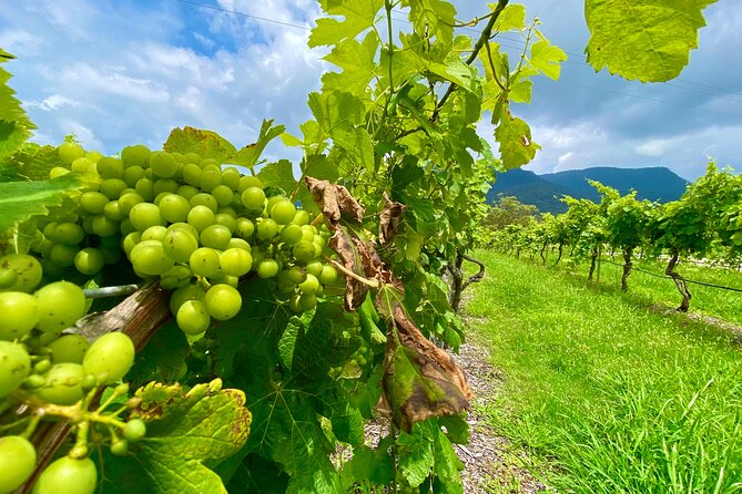 Sydney: PRIVATE Hunter Valley Wine Tasting Luxe Tour (10h) - Three boutique tastings, and why the estate-to-estate flow matters