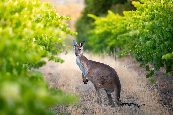 Sydney: PRIVATE Hunter Valley Wine Tasting Luxe Tour (10h) - Price and value: is $793.27 worth it?