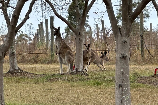 Sydney: Private Wine tour - Hunter Valley & Wollombi Valley - A private Hunter Valley and Wollombi day from Sydney