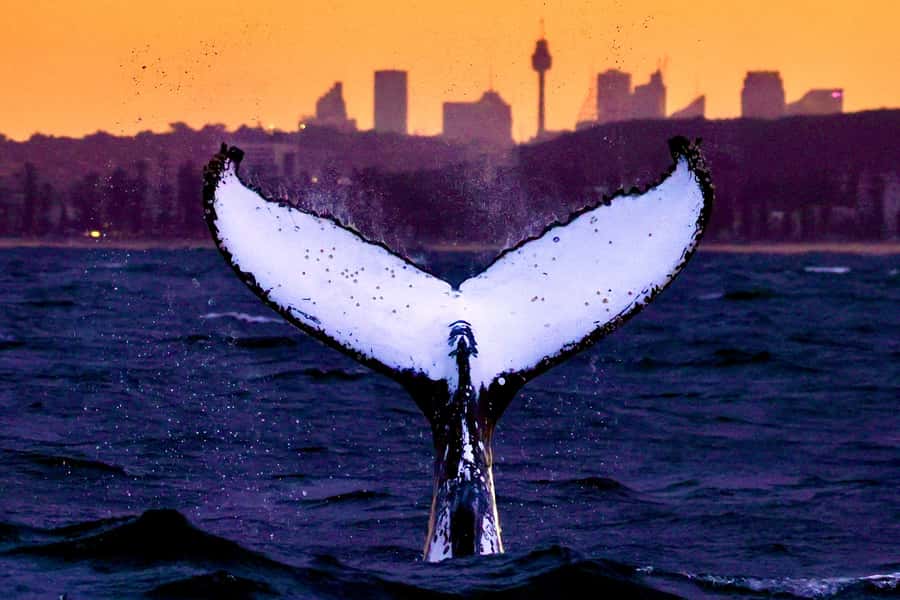 Sydney: Scenic Whale Watching Cruise - Whales Guaranteed - Quick Hits Before You Sail