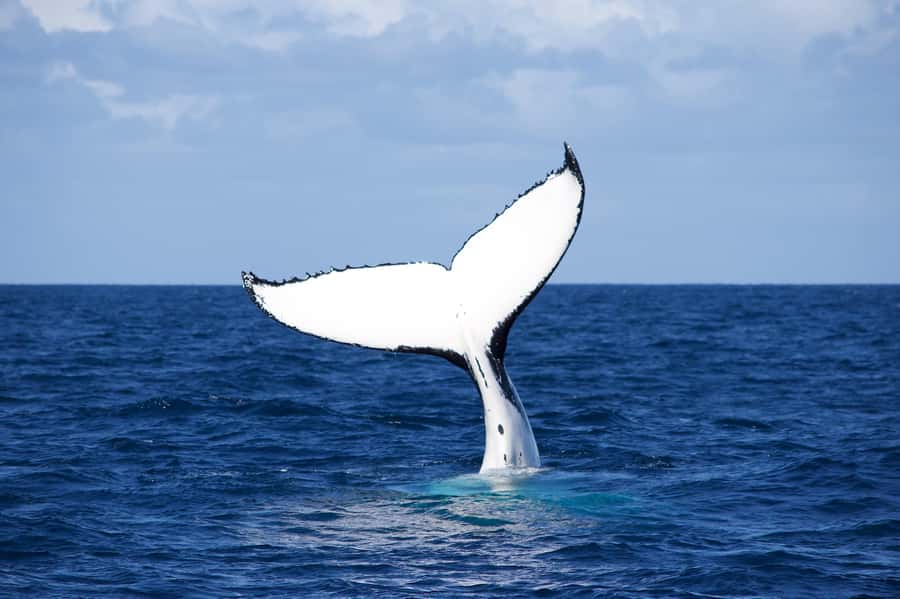 Sydney: Scenic Whale Watching Cruise - Whales Guaranteed - Your Route: Harbour Sights, Sydney Heads, and Time Offshore
