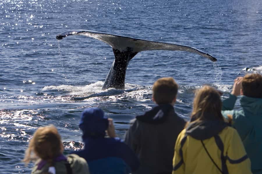 Sydney: Scenic Whale Watching Cruise - Whales Guaranteed - Guide Style and Onboard Commentary: Captain Dean and Tom’s Role