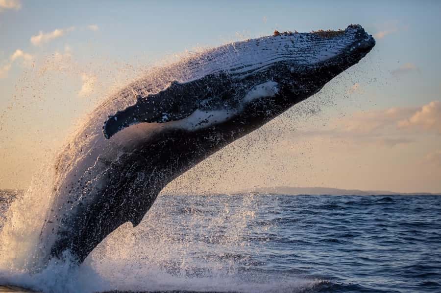 Sydney: Scenic Whale Watching Cruise - Whales Guaranteed - Photos on Board: Great Shots, and What to Do With Them