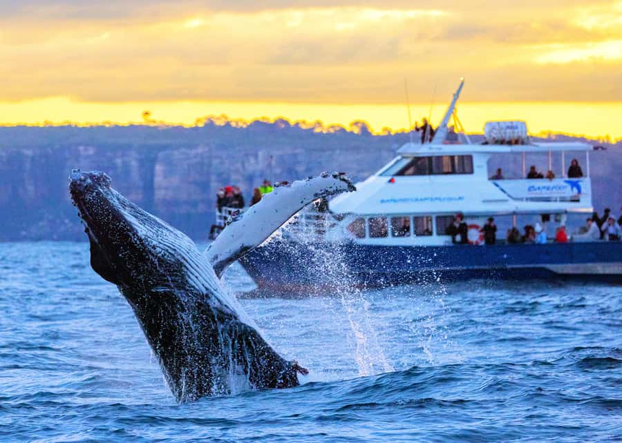 Sydney: Scenic Whale Watching Cruise - Whales Guaranteed - Getting on Board: Circular Quay Meeting Point Tips That Save Stress