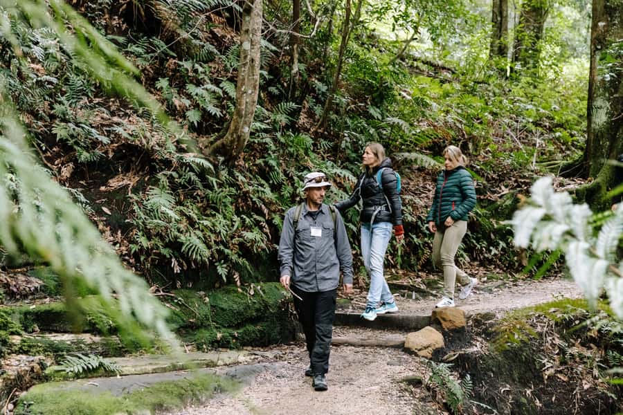 Sydney: Small Group Blue Mountains, Wildlife & Waterfalls - The ride into the mountains and that “secret” scenic photo stop