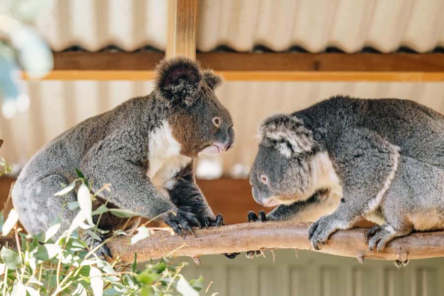 Sydney: Small Group Blue Mountains, Wildlife & Waterfalls - Featherdale Wildlife Park: the conservation stop that actually adds meaning