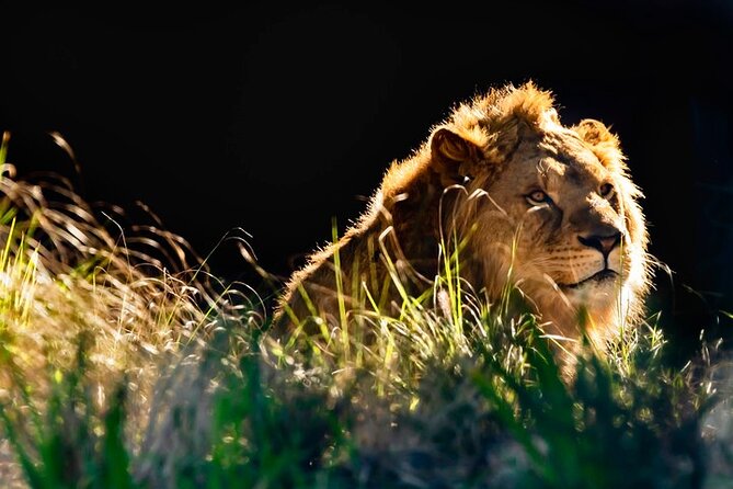 Sydney Taronga Zoo General Entry Ticket - Why Taronga Zoo Tickets Feel Like a Real Sydney Day