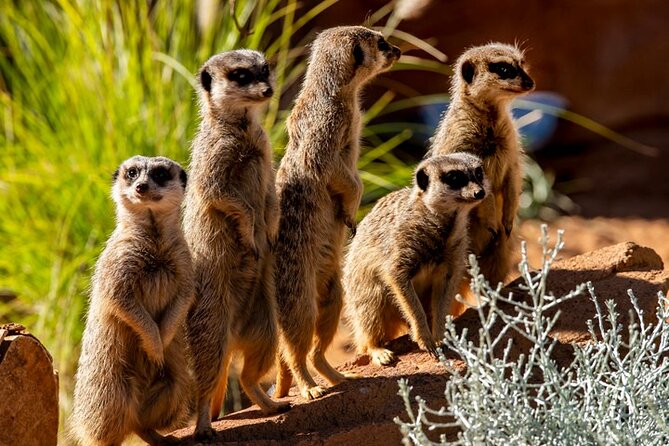 Sydney Taronga Zoo General Entry Ticket - Getting There: Ferry-First (and Why It Matters)