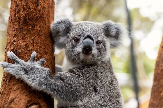 Sydney Taronga Zoo's Aussie Backyard Adventure Tour - Key things I’d prioritize on this tour