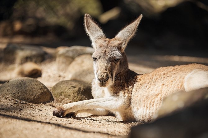 Sydney Taronga Zoo's Aussie Backyard Adventure Tour - What you’ll see during the guided Australian animal walk
