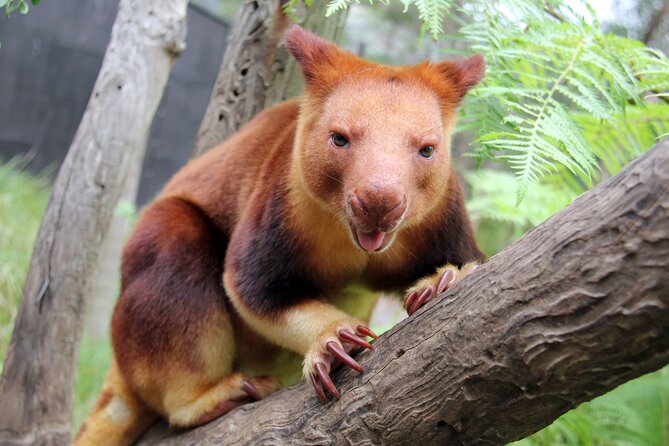 Sydney Taronga Zoo's Aussie Backyard Adventure Tour - Where the tour fits inside Taronga Zoo’s layout