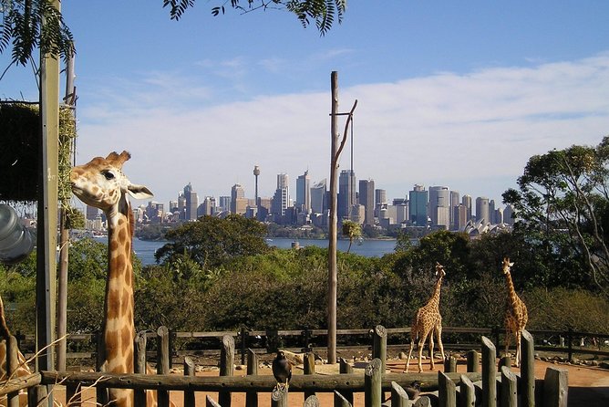 Sydney Taronga Zoo's Aussie Backyard Adventure Tour - Animal interactions: what’s included and what’s not