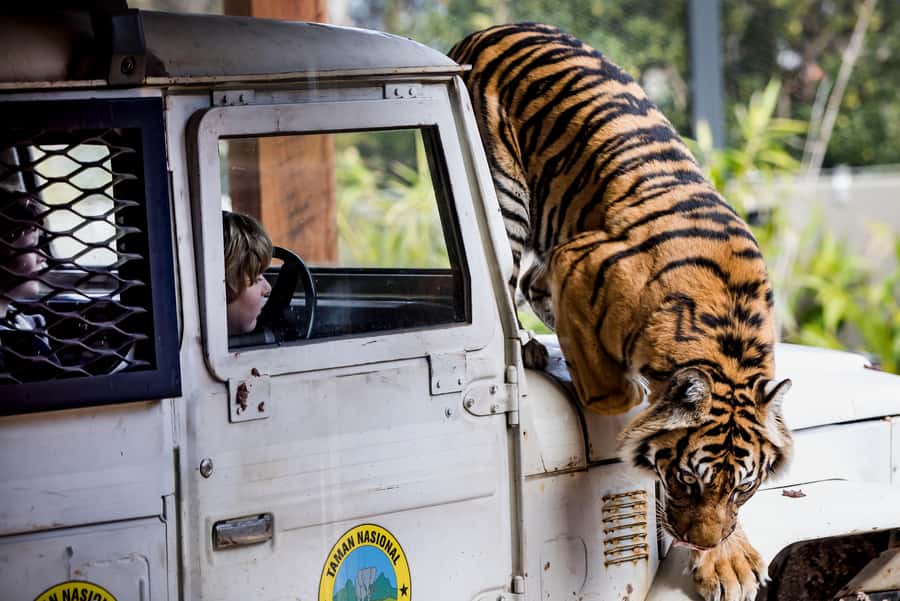 Sydney: Taronga Zoo Ticket with Return Ferry - Key Things I’d Plan Around