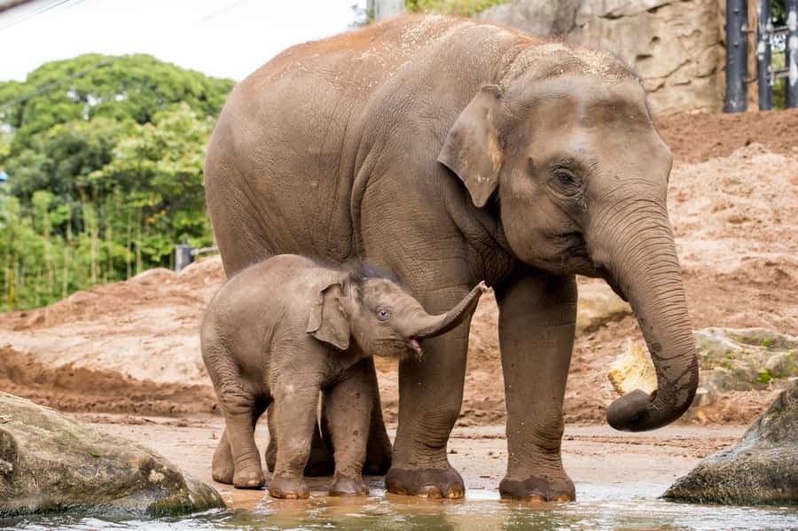 Sydney: Taronga Zoo Ticket with Return Ferry - Walking Comfort: Hills, Steps, and the Best Strategy