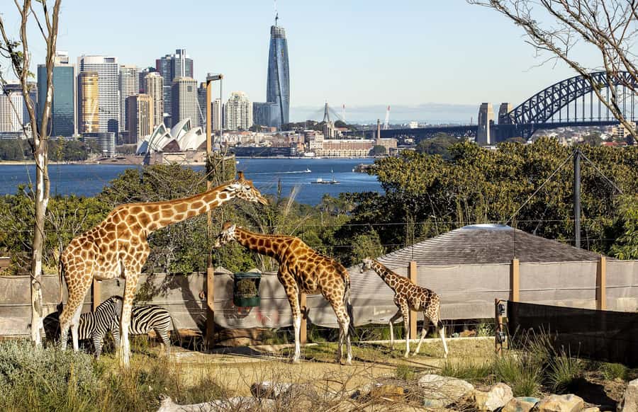 Sydney: Taronga Zoo Ticket with Return Ferry - Food and Amenities: What to Expect Between Exhibits