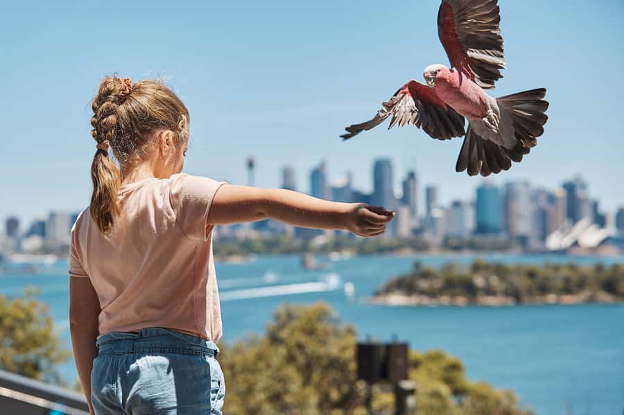 Sydney: Taronga Zoo Ticket with Return Ferry - Price and Value: Is $55 Worth It?
