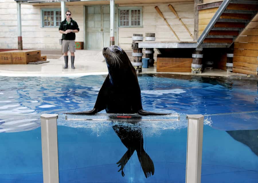 Sydney: Taronga Zoo Ticket with Return Ferry - Who This Zoo-and-Ferry Ticket Fits Best