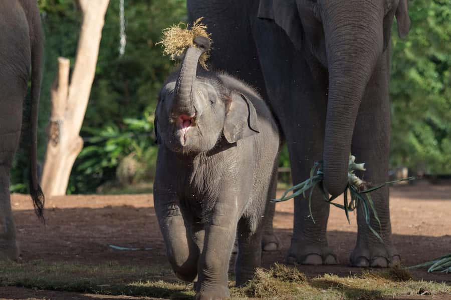 Sydney: Taronga Zoo Ticket with Return Ferry - Taronga Zoo Highlights: Australian Icons and World Animals