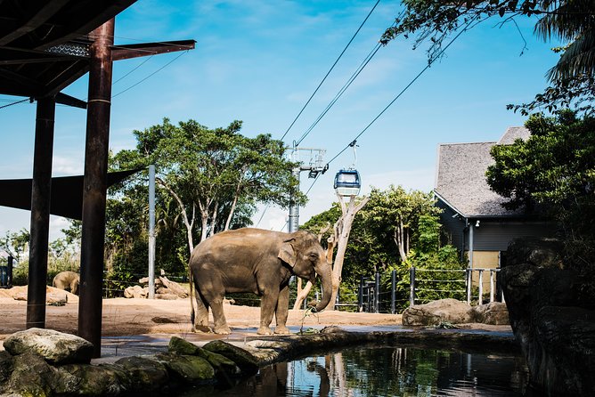Sydney Taronga Zoo Wild Australia Experience - Key things that make this tour worth your attention