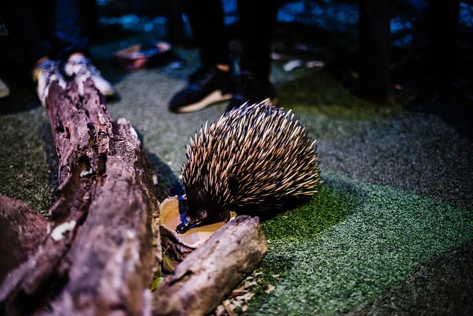 Sydney Taronga Zoo Wild Australia Experience - Getting to the zoo: Harbour first, then Sky Safari or the shuttle