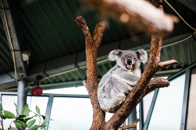 Sydney Taronga Zoo Wild Australia Experience - Australian Nocturnal House: seeing night-shift creatures up close