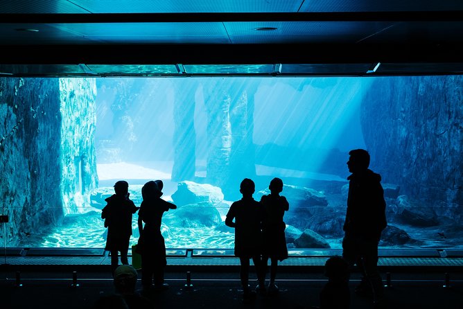 Sydney Taronga Zoo Wild Australia Experience - After the tour: cupcakes, harbour views, and time to keep exploring