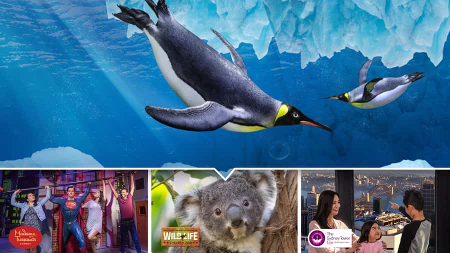 Sydney: Ultimate City Pass for 4 Attractions with Skywalk - Skywalk at Sydney Tower Eye: the view is the point