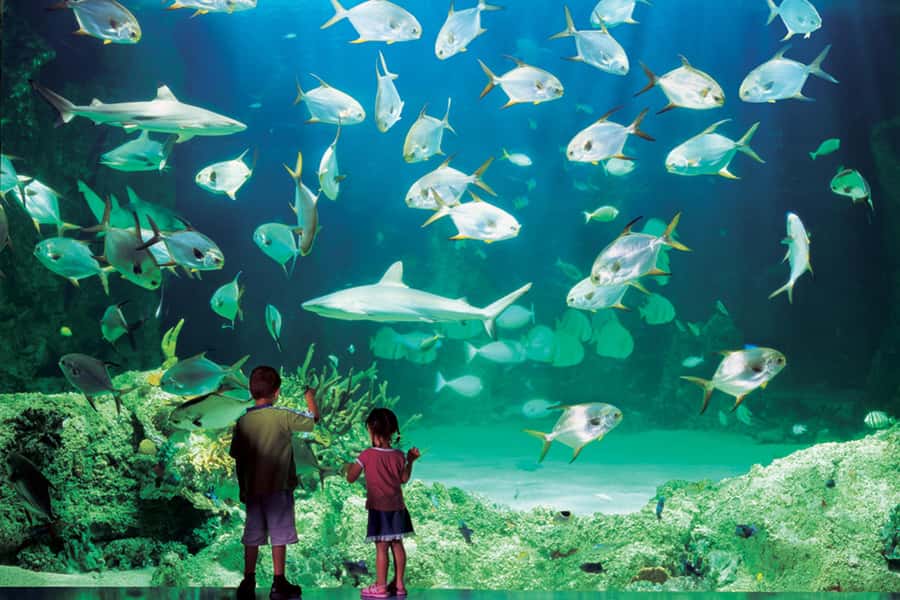 Sydney: Ultimate City Pass for 4 Attractions with Skywalk - SEA LIFE Sydney Aquarium: a major stop you can time with your week