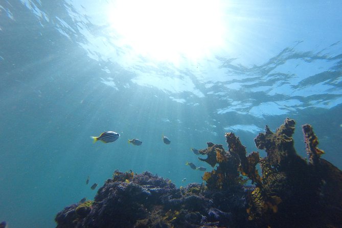 sydney underwater scooter tours - Seeing marine life around Clovelly (including ocean-floor time)