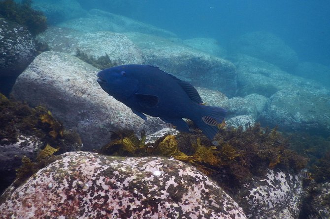 sydney underwater scooter tours - Who this is best for (and who should skip it)
