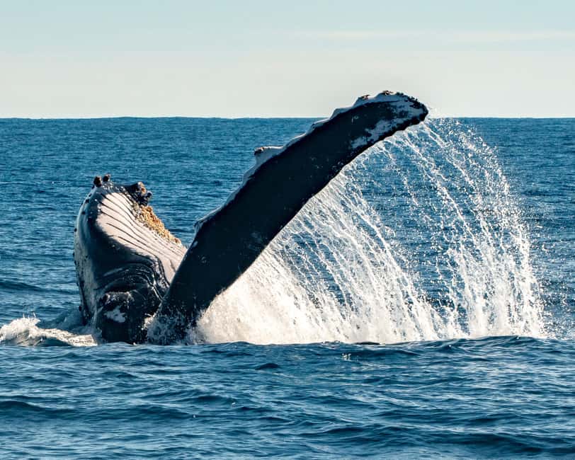 Sydney; Whale Watching - From King Street Wharf to Open Water: The Timing That Counts