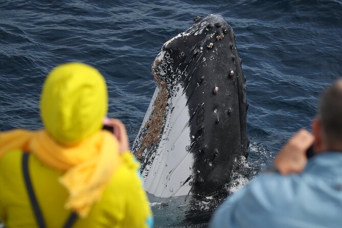 Sydney Whale Watching - 2.5hr Discovery Cruise - Price and value: why about $57.63 can be fair