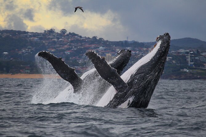Sydney Whale Watching - 2.5hr Discovery Cruise - The whale watching part: what to look for (and how close “close” really is)