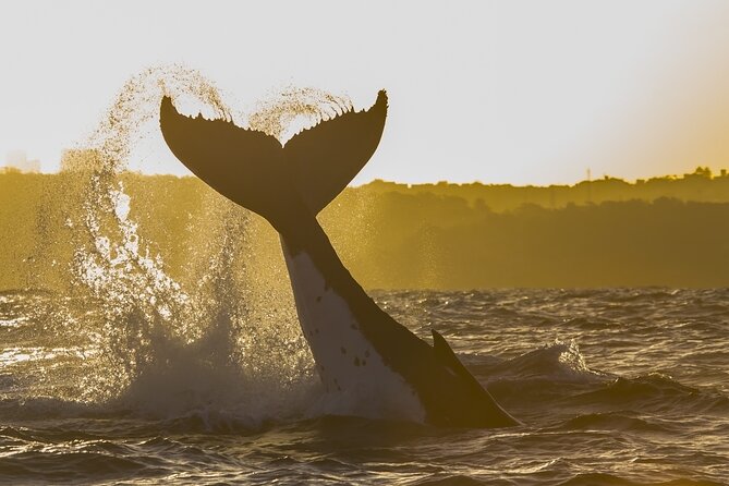 Sydney: Whale Watching Adventure Cruise - Picking your seat: deck views, sound, and how to stay comfortable