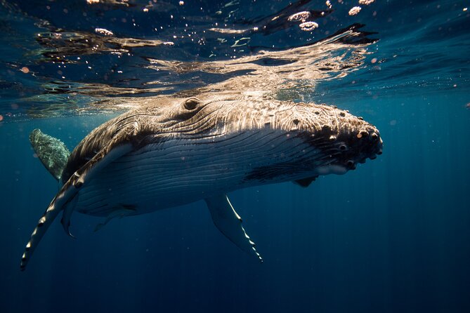 Sydney: Whale Watching Adventure Cruise - Value for $63: why the pricing makes sense for the experience