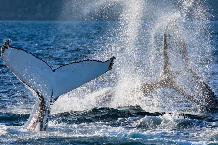 Sydney: Whale Watching Adventure Cruise - Whales Guaranteed! - Quick reasons this cruise works