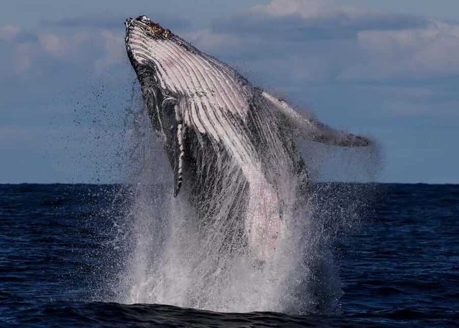 Sydney: Whale Watching Adventure Cruise - Whales Guaranteed! - Offshore time: how humpback whales show up on this route