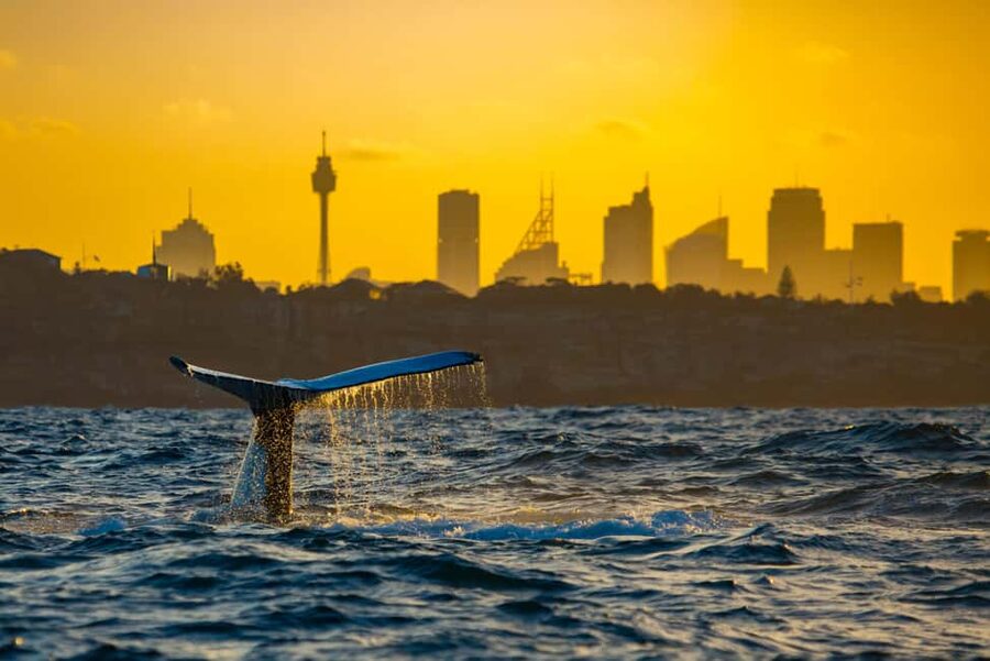 Sydney: Whale Watching Adventure Cruise - Whales Guaranteed! - Comfort on a moving boat: inside vs outside viewing
