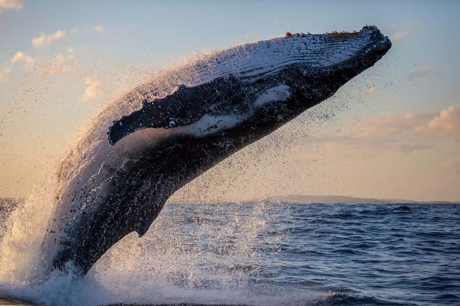 Sydney: Whale Watching Adventure Cruise - Whales Guaranteed! - The “no crowds” promise: how capped guests changes the vibe