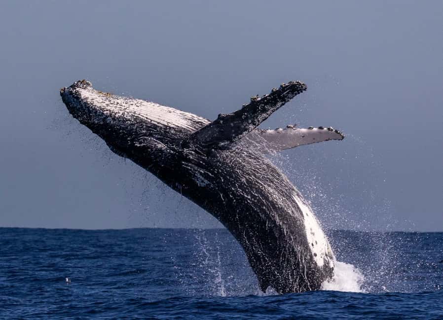 Sydney: Whale Watching Adventure Cruise - Whales Guaranteed! - Price and value: why $43 can feel like a bargain