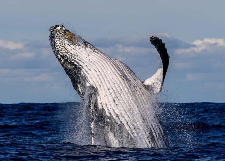 Sydney: Whale Watching Adventure Cruise - Whales Guaranteed! - A practical boarding checklist for your best chance