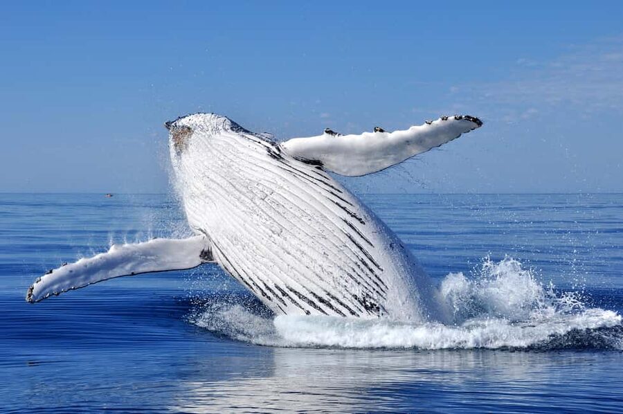 Sydney: Whale Watching Adventure Cruise - Whales Guaranteed! - Should you book Barefoot Blue’s whale watching cruise?