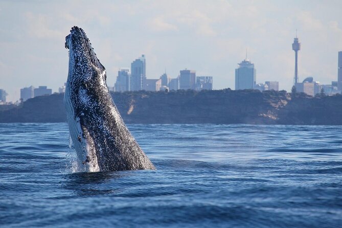 Sydney: Whale Watching Adventure Cruise - Getting to Circular Quay: where you check in and why timing matters