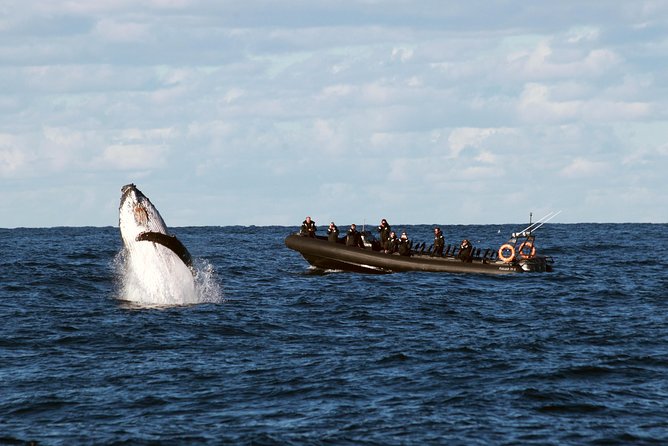 Sydney Whale-Watching by Speed Boat - Key points to know before you go