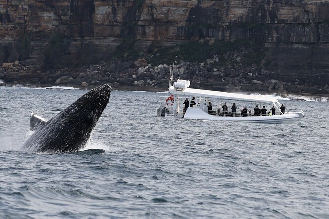 Sydney Whale-Watching by Speed Boat - From Circular Quay to the Tasman Sea in about two hours