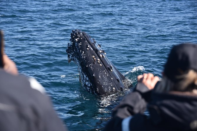 Sydney Whale-Watching by Speed Boat - Photos and souvenirs: how to capture the moment without missing it