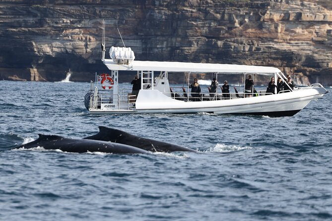 Sydney Whale-Watching by Speed Boat - Weather, sea swell, and how to plan your day